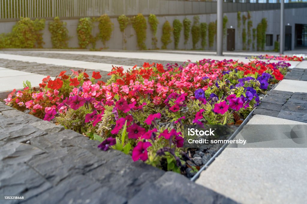 Decorative form of flower bed with petunias among grey stone tiles in front of entrance to business center in city outdoors Flowerbed Stock Photo