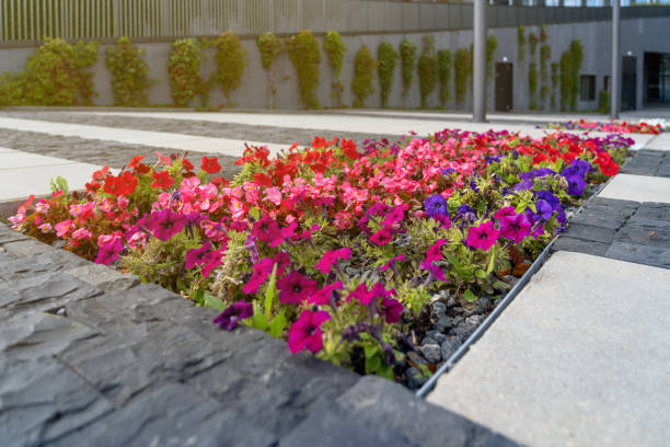 Decorative form of flower bed with petunias among grey stone tiles in front of entrance to business center in city outdoors stock photo