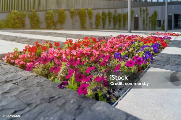 Decorative Form Of Flower Bed With Petunias Among Grey Stone Tiles In Front Of Entrance To Business Center In City Outdoors Stock Photo - Download Image Now