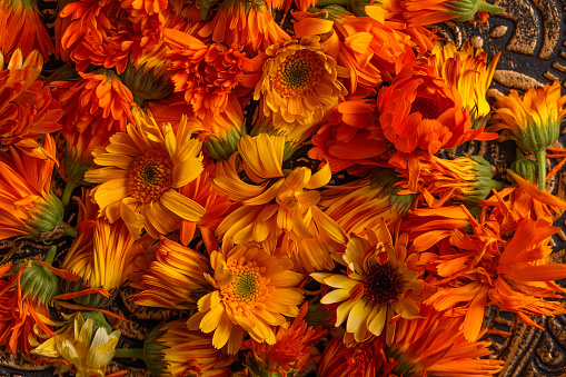 Calendula prepared for drying and use in alternative medicine. Medicinal herbs. Orange flower heads