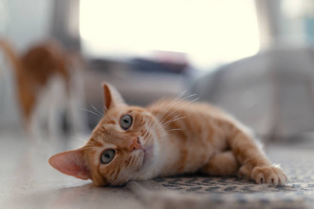 istock brown tabby cat with green eyes lying on the carpet. close up 1353219634