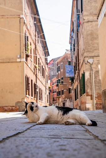 A white and black stray cat relaxing on footpath of ancient residential alley with old houses on a summer day