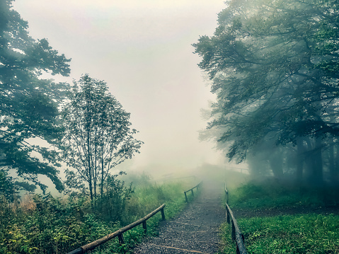 A path through the Black Forest in the fog.