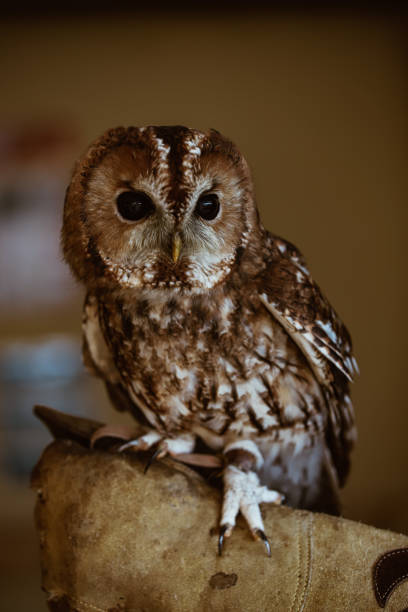 istock Tawny Owl, perched on glove 1353219953