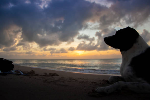 istock My Friend to Appreciate Sunrise 1353220079