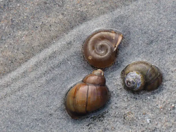 Photo of Snails On A Beach