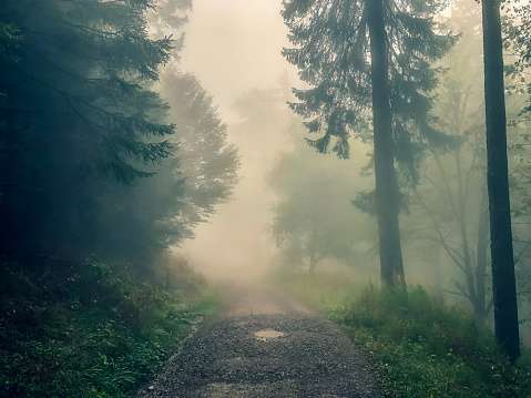 A path in fog through the Black Forest.