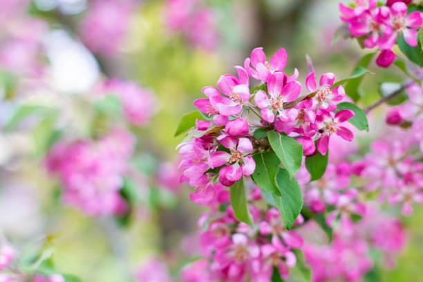 istock Blooming branches of a decorative apple tree. A blossoming tree. 1353220789