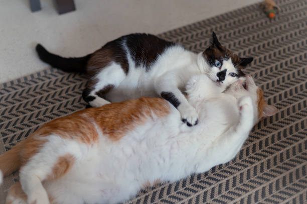 istock two domestic white cats play together on the carpet 1353221268