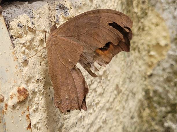 istock Close-up of butterfly on wall 1353221331