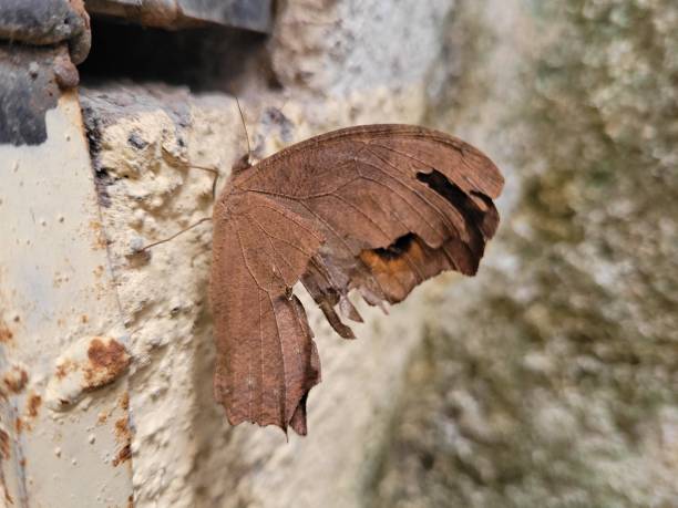 istock Close-up of butterfly on wall 1353221368