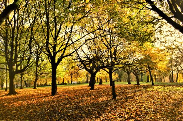 istock Autumn Woodland. 1353222559