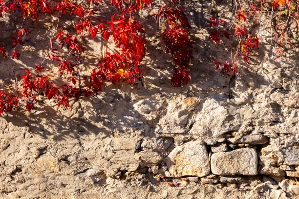 istock old wall with colorful leaves in autumn 1353223707
