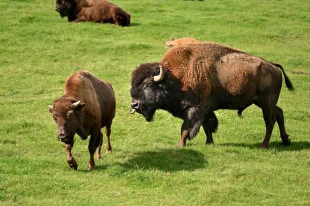 istock Bison graze in summer pasture Park canadien 1353224746