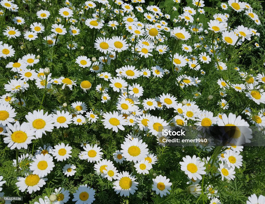 Roman Bertram, Anacycle pyrethrum Roman Bertram, Anacycle pyrethrum, is an important medicinal plant with white flowers and is used in medicine. Camellia sinensis Stock Photo