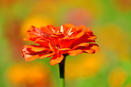 Floral fine art still life color top view macro of a single isolated orange yellow silk poppy blossom isolated on black background