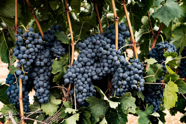 Tempranillo grapes stock photo