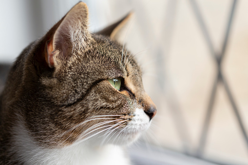 Close-up photo of A cat sitting in the garden and smelling the air