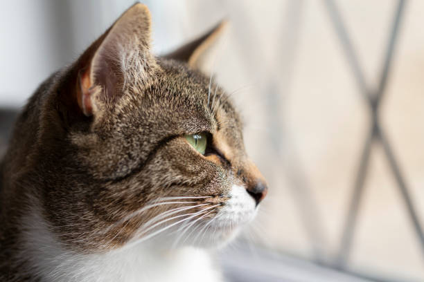 Beautiful tabby cat sat by a window stock photo