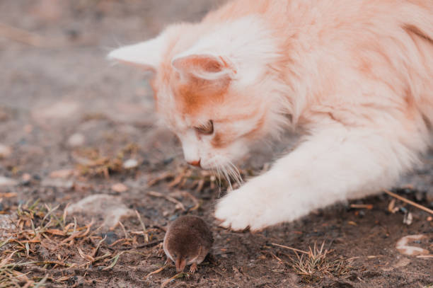 istock Ginger and white kitten with its prey of a mouse 1353227747