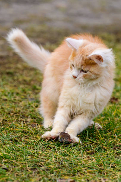 istock A red cat plays with its prey, cat food, mole and cat. 1353227846