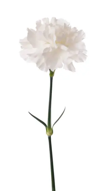 White carnation isolated on white background
