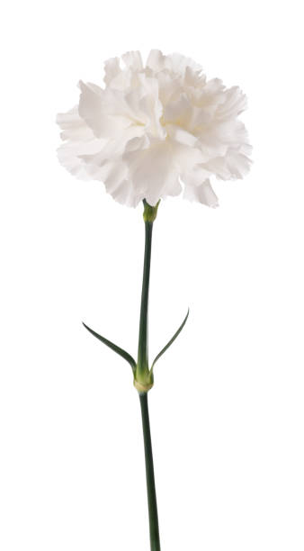 white carnation - caryophyllaceae imagens e fotografias de stock
