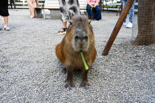 istock The cute capybara in the farm. 1353228189