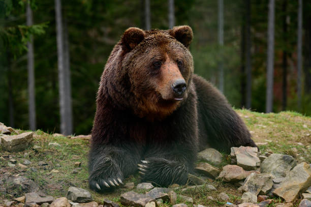 istock Big brown bear lying, big forest predator close up, big paw and sharp claws. 1353228907