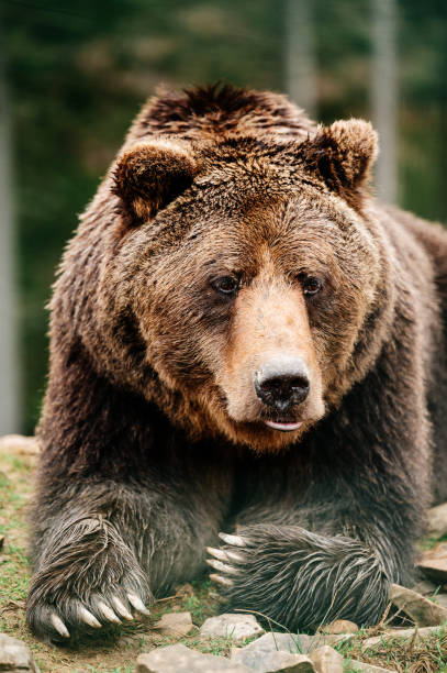 istock Brown bear is a wild and dangerous animal, resting after a walk. 1353228961