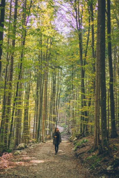 istock Young woman follows trail through lush forest 1353229385