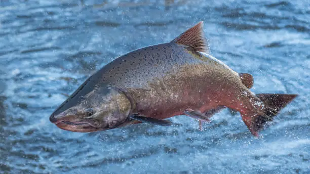Close Up of a Chinook or King Salmon Jumping in a River in Northern California during the 2021 spawning season