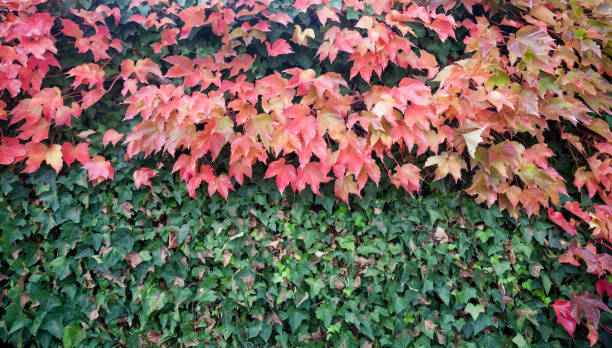 istock ivy leaves in autumn ,background 1353235111