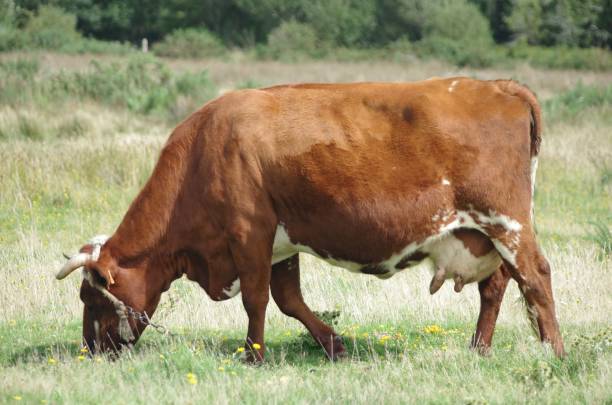 istock Brown cow in the pasture 1353237249