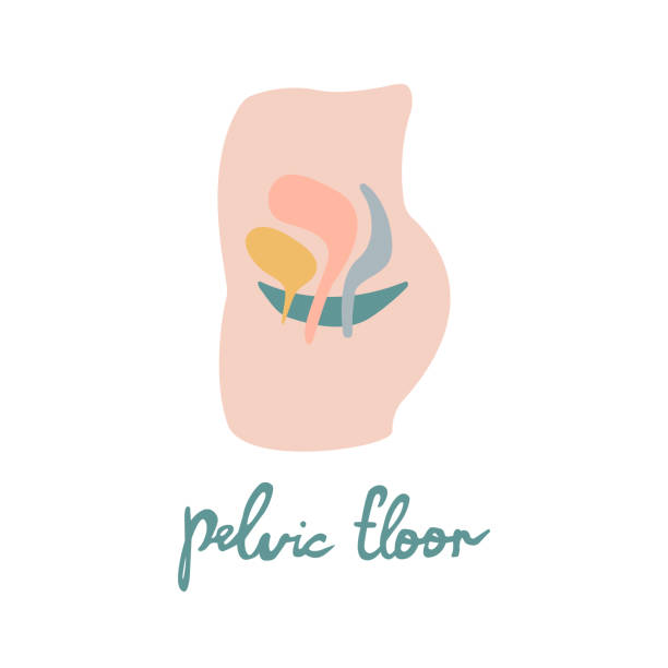 Female pelvic organs flat illustration Female pelvic organs flat illustration. Women reproductive health. Can bes used for topics like medicine, fitness, human body, prolapse pelvis stock illustrations