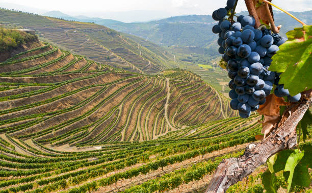 Old vineyards with red wine grapes in the Douro valley wine region near Porto, Portugal Europe Old vineyards with red wine grapes in the Douro valley wine region near Porto, Portugal Europe shiraz stock pictures, royalty-free photos & images