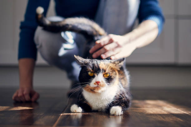 istock Man stroking his cute cat at home