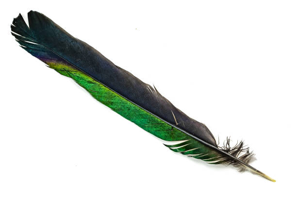 istock black and green magpie feather on a white isolated background 1353240019