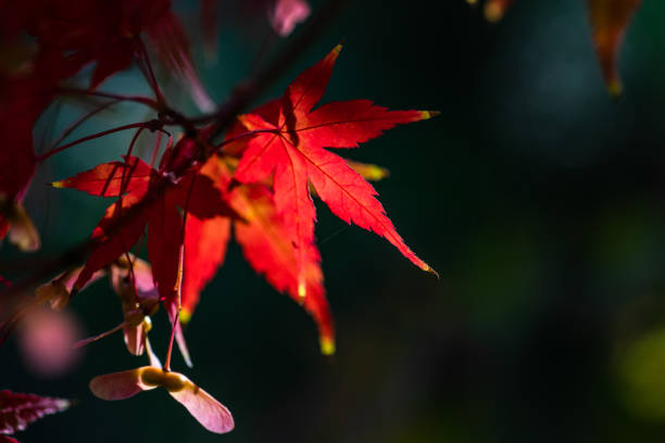 istock Japanese autumnal garden 1353240306