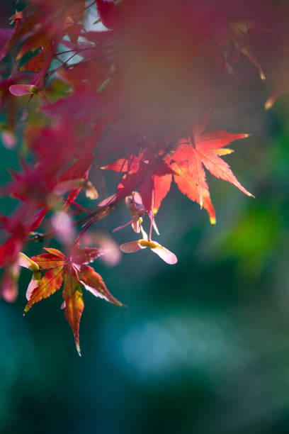 istock Japanese autumnal garden 1353240826