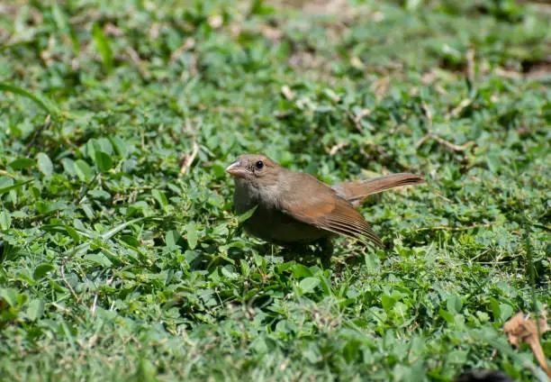 Small juvenile or young brown and olive colored Barbados bullfinch or loxigilla barbadensis sitting alone on the ground on a field of blurred green grass showing wing.