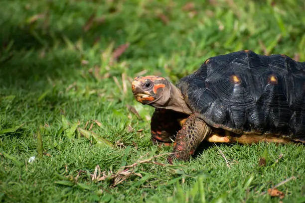 Side view of the head of a young red footed tortoise sitting alone outdoors on green grass.