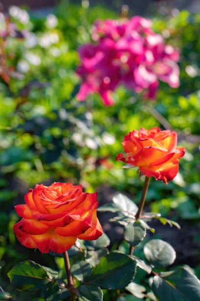 istock Orange rose flower on a green blur background. 1353241013