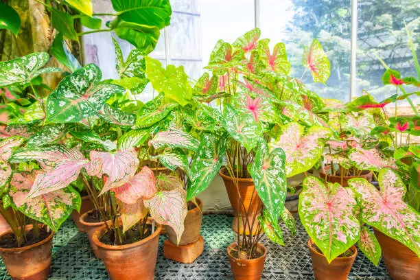 Many caladiums in clay pots in a greenhouse on a windowsill