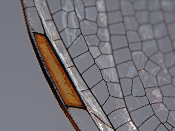 istock Wing mark of the dragonfly 1353242363