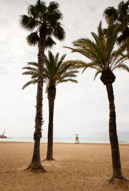 istock lifeguard stand on the beach 1353242446