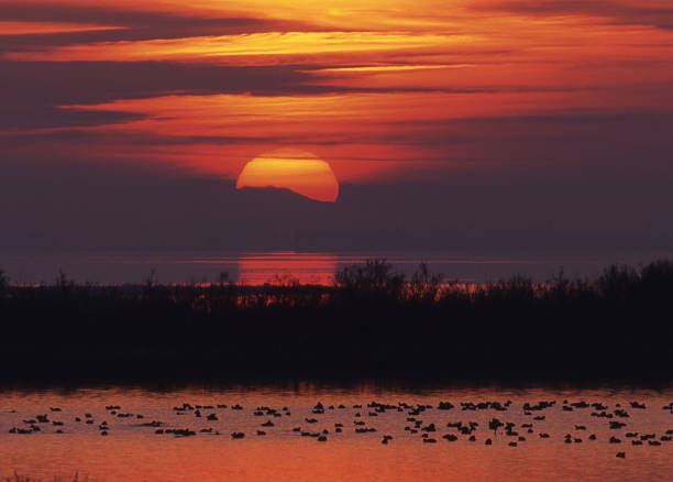 sunset with waterbird - comacchio bildbanksfoton och bilder