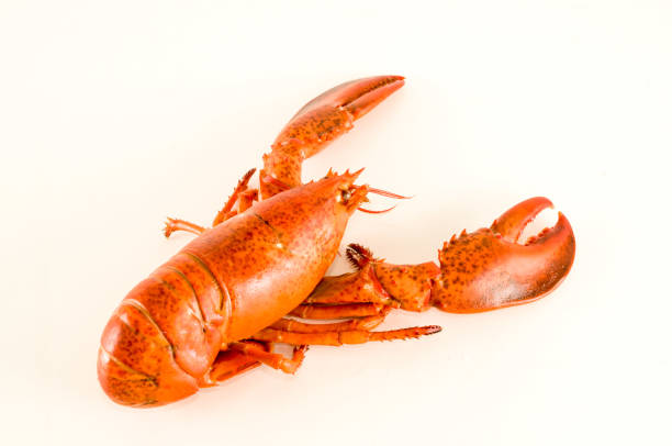 istock Delicious freshly steamed lobster 1353245038