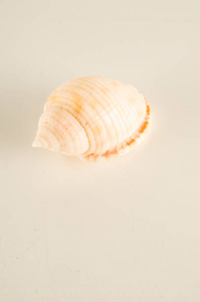 istock Close-up of shell seashell 1353245093