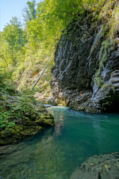 istock river in forest, digital photo picture as a background 1353245134